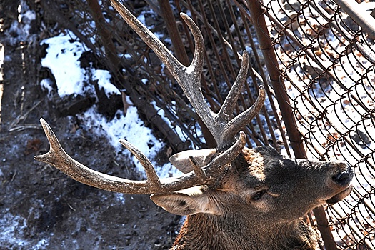 В Забайкалье олень убил работника зоопитомника