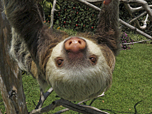 Ленивец сделал селфи в Никарагуа