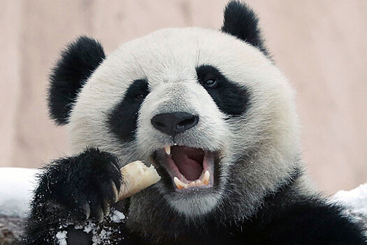 Ван Вэньбинь: две гигантские панды, переданные КНР Британии, вернутся на родину