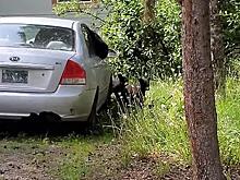 Косолапое семейство изучило внутреннее убранство автомобиля на Аляске