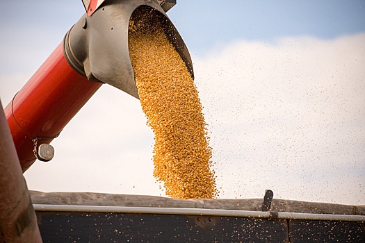 Экспорт пшеницы из России в январе вырос на 25,8%