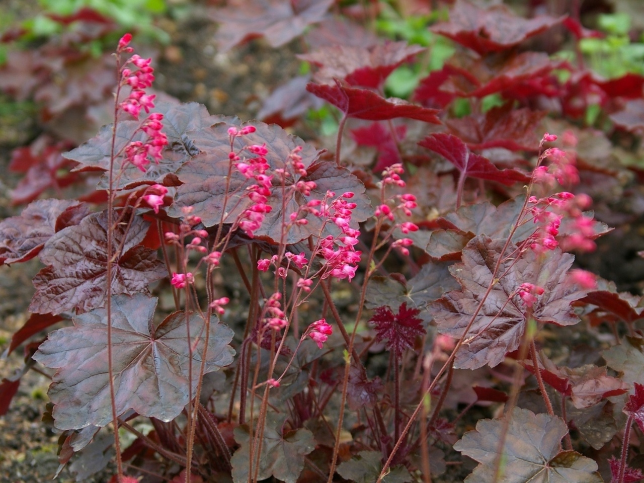 Гейхера кроваво-красная. Гейхера sanguinea. Гейхера sanguinea Engelm. Гейхера кроваво-красная Спленденс