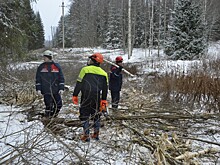 Работы по расчистке просек в рамках учений в Тверской области близятся к завершению