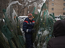 Более 400 елочных базаров откроют в Подмосковье зимой