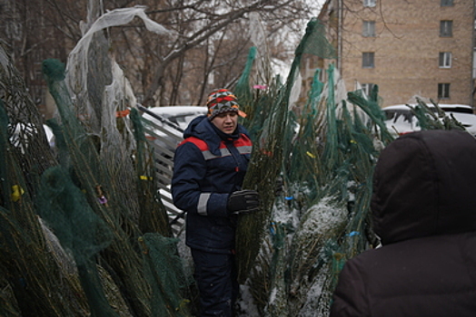 Более 400 елочных базаров откроют в Подмосковье зимой