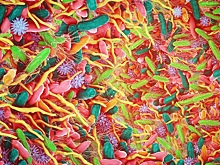 Эта неожиданная часть организма поможет замедлить старение