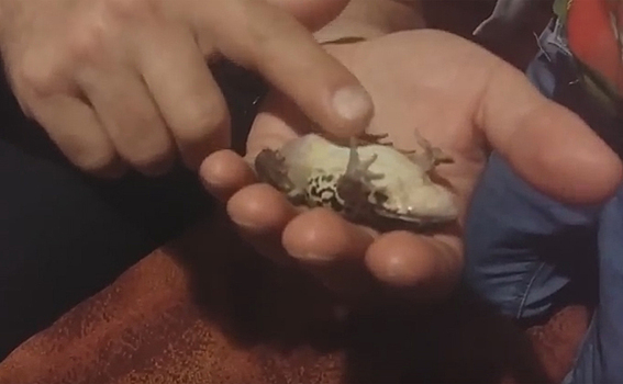 Щекоткой рассмешил лягушку житель Новосибирска
