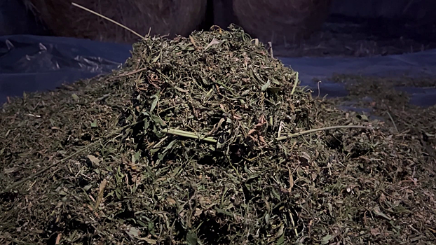 В Алтайском крае полицейские изъяли с территории частного домовладения более 20 кг марихуаны