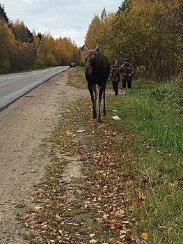 Красавица лосиха потеряла голову из-за любви к костромскому водителю