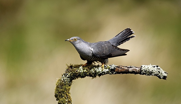 Ученые объяснили роль коэволюции в появлении новых видов