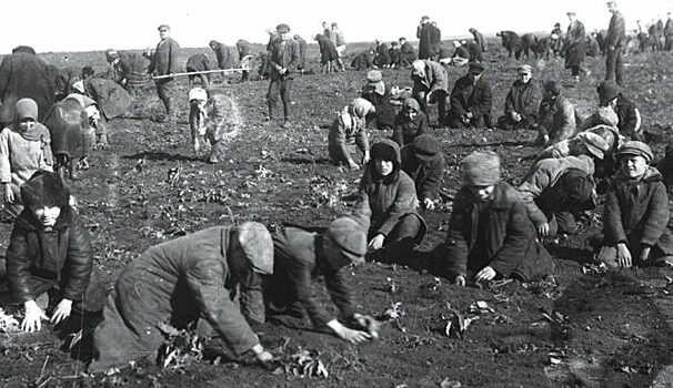 «Мышиное нашествие 1932 года»: почему для СССР это стало катастрофой