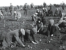 «Мышиное нашествие 1932 года»: почему для СССР это стало катастрофой