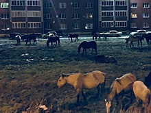 В Башкирии по городу гулял табун лошадей