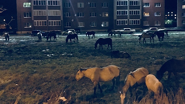 В Башкирии по городу гулял табун лошадей