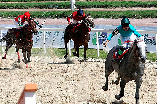 В Ростовской области решили сделать конный спорт визитной карточкой региона