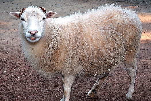 На Урале вынесут приговор гастарбайтерам, убившим водителя ради овец