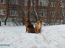 В Пензе в ближайшее время новый приют для собак не появится