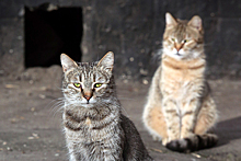 Британский журналист рассказал о спасителе российских котов