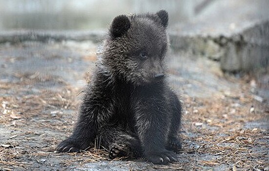 На Камчатке спасли медвежонка, не сумевшего перейти трассу вслед за мамой