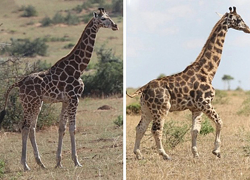 Учёные обнаружили жирафов-карликов