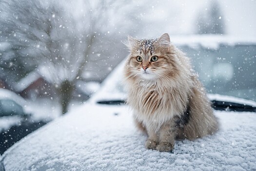 Пушистые находки под капотом. Почему в холода нельзя сразу заводить машину