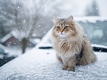 Пушистые находки под капотом. Почему в холода нельзя сразу заводить машину