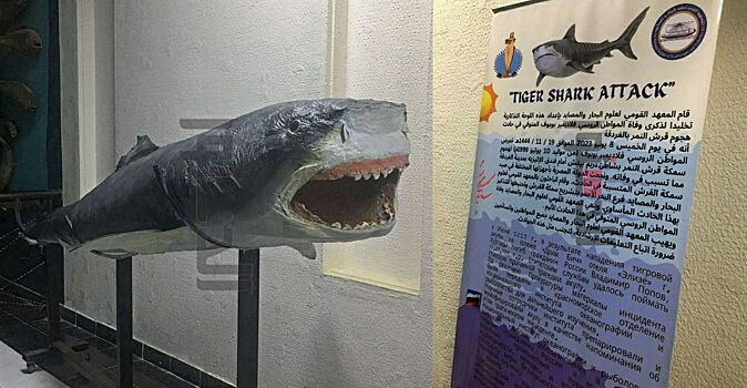 История о гибели российского туриста от зубов акулы в Хургаде попала в музей