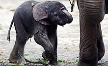 Детеныш азиатского слона родился в Московском зоопарке