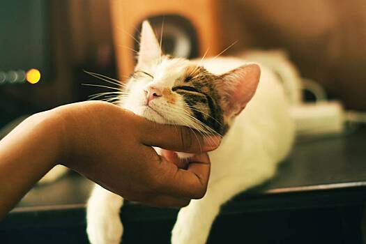 В России прооперировали полгода жившего с иголкой в пищеводе кота