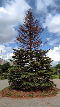 Подрядчик заменит ель в сквере Лебедева и Сираева в Оренбурге в рамках гарантийных обязательств