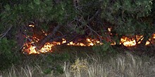 Горячая весна: от пожаров в Беларуси пострадали тысячи гектаров леса