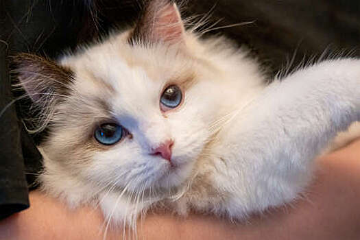 В Воронеже спасли кошку, чей хвост примерз к дереву