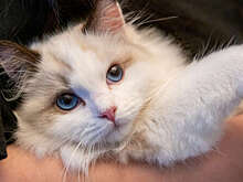 В Воронеже спасли кошку, чей хвост примерз к дереву