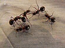 Санврач Дубинин: избавиться от муравьёв в квартире поможет парогенератор