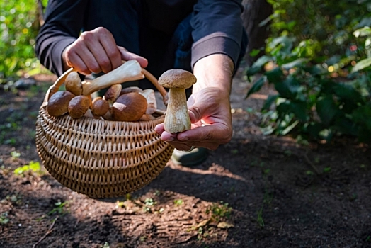 Волгоградцам назвали грибы, которые запрещено собирать с 12 октября