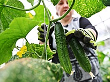 Оценены последствия «огуречного эмбарго» Польши для экономики России