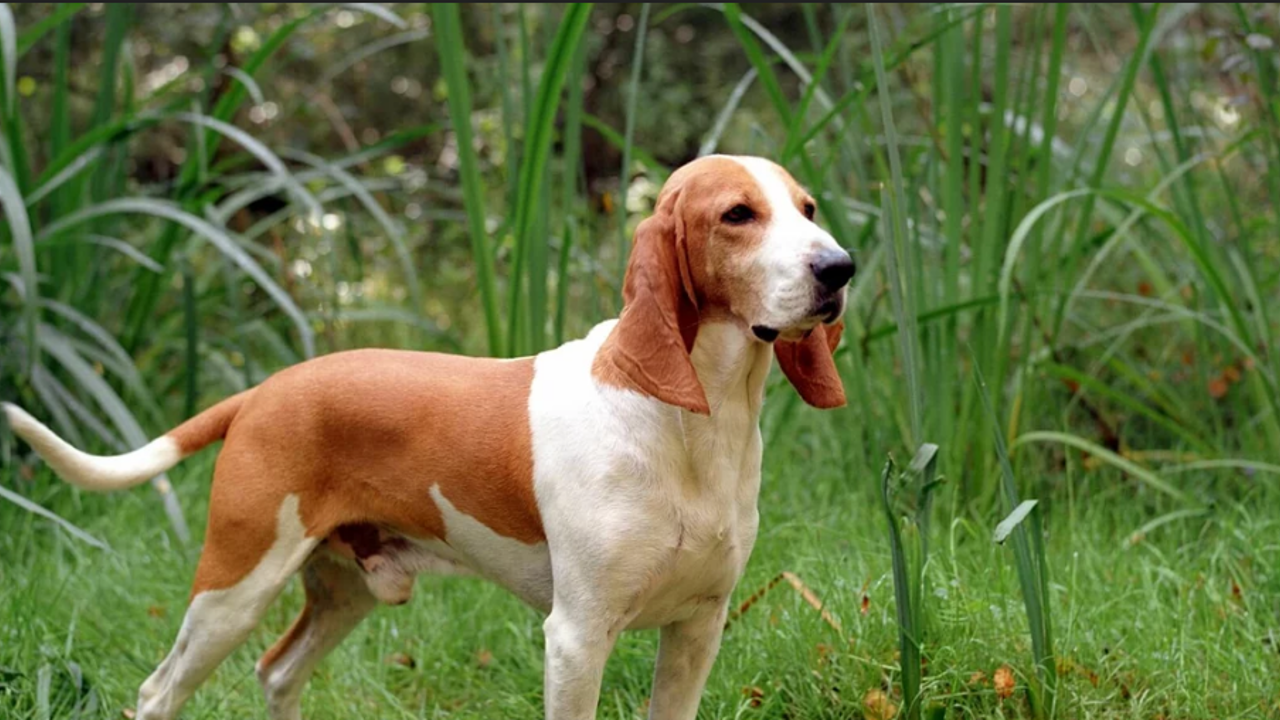 Ирландский керри бигль. Ирландская гончая. Хальденская гончая. Французский бигль харьер стандарт породы. Английский фоксхаунд гончие собаки.