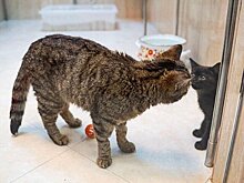 В Театр кошек Куклачева приняли трех котов из зоны СВО