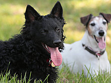 Щенячьи нежности: правила жизни собак-спасателей