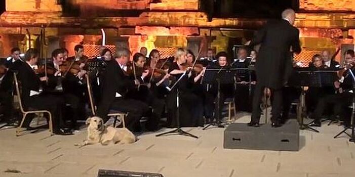 Собака стала главной звездой выступления Венского камерного оркестра в Турции