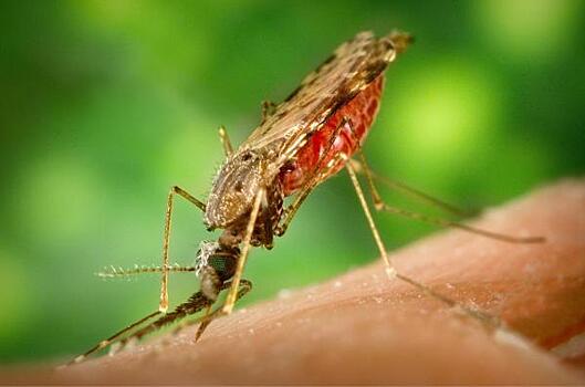 Россиянам объяснили, как защититься от укусов комаров