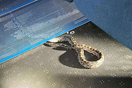 Большая кукурузная змея вызвала панику в поезде в Англии