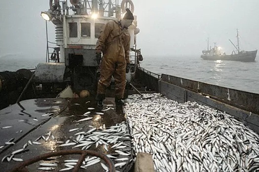 Россия готовит ответные шаги против норвежских рыбаков из-за ограничений