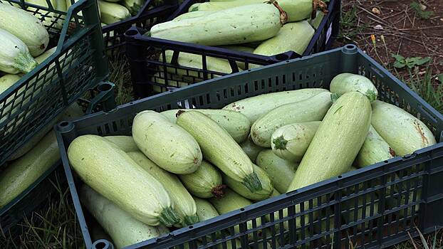 Эксперты назвали самые полезные овощи, которые созревают в августе