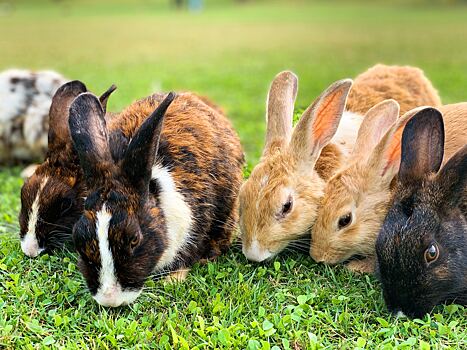 Прожорливые кролики съели ценные растения в саду Карла III