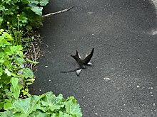 Нижегородский орнитолог спасла двух сцепившихся в схватке стрижей