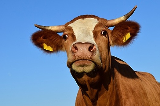 Молочный комплекс в Волоколамском районе в ноябре примет первую партию коров