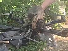 Появилось видео полета кота на дроне