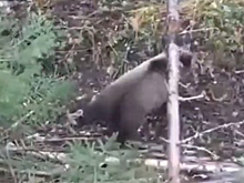 Попавшую в капкан молодую медведицу спасли в Карелии