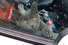 112: в центре Москвы кот четвертый день сидит в машине без еды и воды